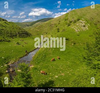 Landschaft mit freien baskischen Pferden in Urculu, Iraty Berge, Baskenland, Pyrenäen-Atlantique, Frankreich Stockfoto