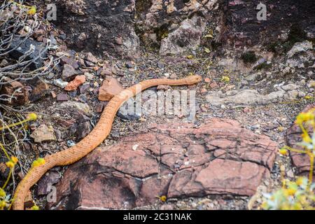 Grand Canyon Klapperschlange (Crotalus organus abysus) Jagd entlang des Bass Trail, Grand Canyon National Park, Arizona, USA Stockfoto