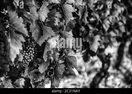 Bereich der Weinberge, Wein, Detail aus ökologischem Anbau, Wein und Trauben zu machen Stockfoto