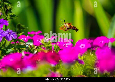 Kolibri-Motte (Hemaris thysbe) Nectaring Garten Phlox Blumen, Greater Sudbury, Ontario, Kanada Stockfoto