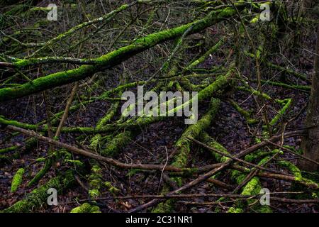 Moosige Baumstämme in einem dunklen mystischen Wald in Deutschland (am Kühkopf). Wildnis Stockfoto