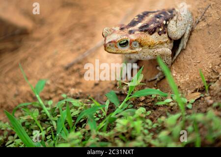 Frosch steht auf Ton rissig Boden. Cane Kröte (Rhinella diptycha), auch als Cururu in Brasilien und Südamerika bekannt, Cope's, Schneider Kröte Stockfoto