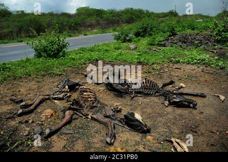 Schlachtkörper von toten Kühen am Straßenrand, Bundesstaat Ceará, Brasilien. Klimawandel, Dürre, Umweltkatastrophe. Stockfoto