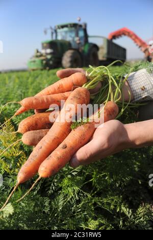 KAROTTEN AUS FELD GEERNTET WERDEN WIEDER BREXIT LANDWIRTSCHAFT LEBENSMITTELPRODUKTION BIO HANDEL ANGEBOTE BAUERN PFLANZEN ETC GROSSBRITANNIEN Stockfoto