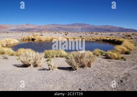 Geyser Ojos del Campo am Salar von Antofalla in der Puna de Atacama, Argentinien. Antofalla liegt in der Antofagasta de La Sierra Abteilung des No Stockfoto