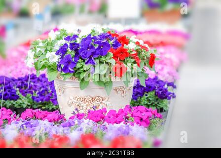 Bunte Petunia Blumen, Grandiflora ist die beliebteste Sorte von Petunia, mit großen Einzel-oder Doppel-Blüten, die Moun bilden Stockfoto
