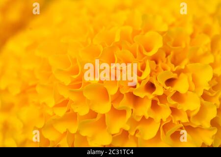 Orange Tagetes Blumenfelder, selektiven Fokus Stockfoto