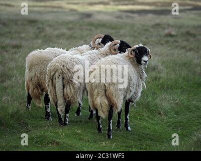 Drei schwarze Hügelschafe mit lockigen Hörnern stehen zusammen und blicken zurück auf die Kamera in einer düsteren Hochlandlandschaft in Cumbria, England, Großbritannien Stockfoto