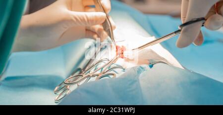 Der Tierarzt führt die Tieroperation auf dem Operationstisch durch. Stockfoto