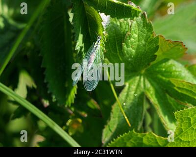 Erwachsene grüne Lacewing (Chrysopa perla) mit fein geäderten Flügeln, die auf Laub in Cumbria, England, UK, ruhen Stockfoto