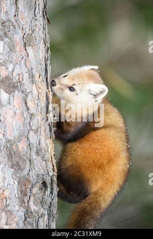 Amerikanischer Marder (Martes americana) im Winter, Algonquin Provincial Park, Ontario, Kanada Stockfoto