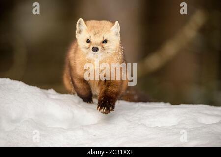 Amerikanischer Marder (Martes americana) im Winter, Algonquin Provincial Park, Ontario, Kanada Stockfoto