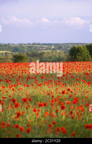 Poppy Field bei Sonnenuntergang mit Blick auf St. Peter's Church, Cogenhoe Northamptonshire Stockfoto