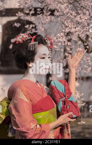 Maiko in einem Kimono vor ein traditionelles japanisches Haus umgeben von Kirschblüten posieren. Stockfoto