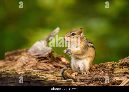 Östlicher Streifenhörnchen (Tamias striatus), der eine wilde Blaubeere isst, Großraum Sudbury, Ontario, Kanada Stockfoto