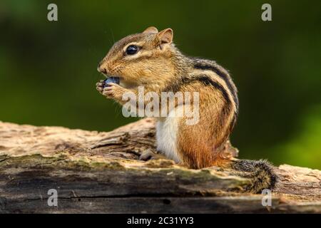 Östlicher Streifenhörnchen (Tamias striatus), der eine wilde Blaubeere isst, Großraum Sudbury, Ontario, Kanada Stockfoto