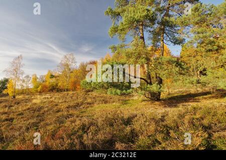 Herbst im Naturreservat Senne, Oerlinghausen, Ostwestfalen-Lippe, Nordrhein-Westfalen, Deutschland, Westeuropa Stockfoto