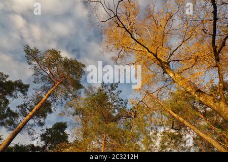 Herbst im Naturreservat Senne, Oerlinghausen, Ostwestfalen-Lippe, Nordrhein-Westfalen, Deutschland, Westeuropa Stockfoto