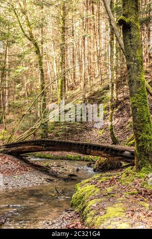 Kleine Brücke über den Bach entlang des Canyons mitten im grünen Wald Stockfoto