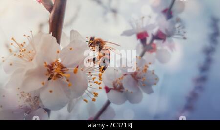 Nahaufnahme einer fleißigen Honigbiene sammelt Nektar von einem blühenden Aprikosenbaum. Kleine, schwarze und goldene, belebte Biene pflückt Pollen von blühenden Früchten f Stockfoto