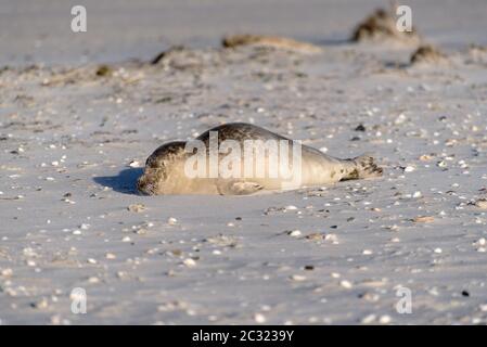 Dichtung am Strand von Amrum in Deutschland Stockfoto