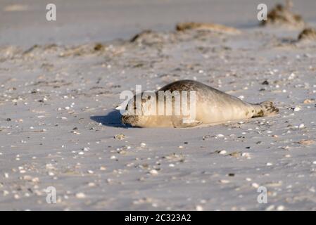 Dichtung am Strand von Amrum in Deutschland Stockfoto