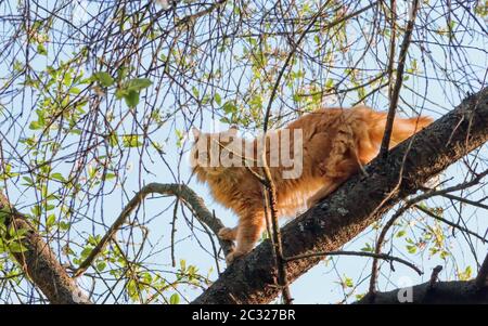 Flauschige Ingwerkatze kletterte auf den Kirschbaum und spaziert an einem warmen Frühlingstag entlang der Äste. Rettet ein Haustier von einem hohen Baum. Selektiver Fokus. Stockfoto