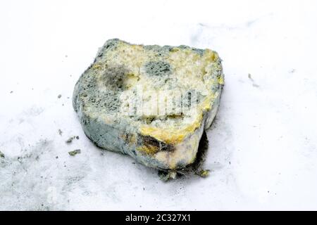 Schimmel wächst schnell auf verschimmeltes Brot auf weißem Hintergrund. Wissenschaftler ändern Pilz auf Brot in eine Anti-virus Chemische. Stockfoto