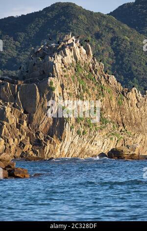 Die großen Kormorane Vögel sitzen auf den Klappklippen von Hashigui-iwa. Wakayama. Honshu. Japan Stockfoto