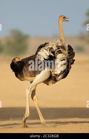 Weibliche Strauß (Struthio camelus) Anzeige mit offenen Flügeln, Kalahari Wüste, Südafrika Stockfoto