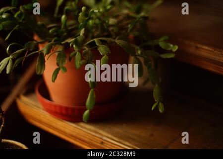 Topfpflanze Dezember in einem Topf auf hölzernen Stufen im Haus Stockfoto