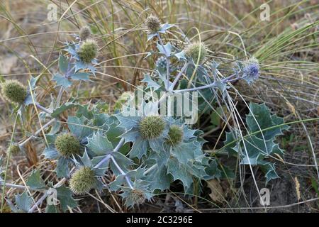 Native UK Sea Holly, Eryngium maritimum, blühen und wachsen auf einer Düne mit Gras im Hintergrund. Stockfoto