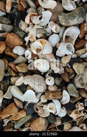 Gebrochen und erodierten Schalen, meist Wellhornschnecken (Buccinum undatum) und Slipper Kletten (Crepidula fornicata) auf einem steinigen Strand mit bunten Steinchen form Stockfoto