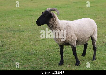 Einzelne Schafe, wahrscheinlich der Norfolk Horn Rasse, mit Hörnern und einem schwarzen Kopf und Beine im Profil steht in der Mitte der Rasenfläche. Stockfoto