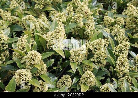 Blühende spikes Der Skimmia x confusa Kew Green immergrüne Pflanze in voller Blüte mit Blättern und Blüten der gleichen Pflanze im Hintergrund. Stockfoto