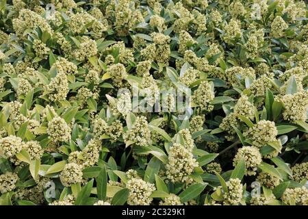 Blühende spikes Der Skimmia x confusa Kew Green immergrüne Pflanze in voller Blüte mit Blättern und Blüten der gleichen Pflanze im Hintergrund. Stockfoto