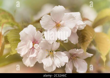 Nahaufnahme der weißen somei yoshino Kirschblüte des Asukayama Parks im Kita Viertel von Tokio Stockfoto