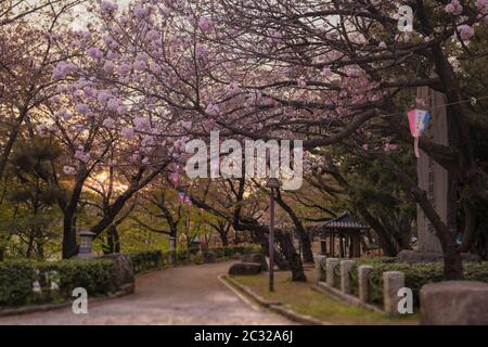 Schöne Hanami-Party im Sonnenuntergang mit der rosa Kirschblüte des Asukayama Parks im Kita Bezirk Stockfoto