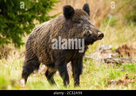 Dominantes Wildschwein, Sus scrofa, Männchen schnüffeln mit massiver Schnauze mit weißen Stoßzähnen auf der Wiese. Majestätisches wildes Säugetier, das im Frühling von sid auf Gras steht Stockfoto