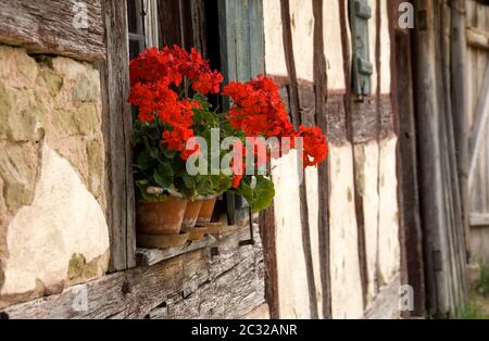 Rote Geranien auf der Fensterbank eines alten Fachwerkhauses Stockfoto