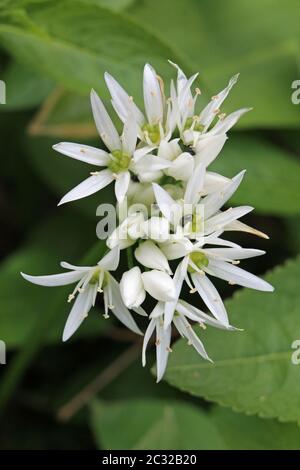 Weiß Bärlauch (Allium ursinum), auch als Bärlauch bekannt, Blumen in enger mit Blätter im Hintergrund. Stockfoto