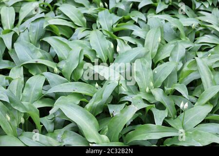 Bärlauch (Allium ursinum), auch bekannt als Bärlauch, Blätter mit ein paar Blütenknospen. Stockfoto