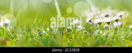 Viele Gänseblümchen auf sonniger Frühlingswiese. Horizontale Nahaufnahme mit kurzer Tiefenfokussierung und hellem Bokeh. Stockfoto