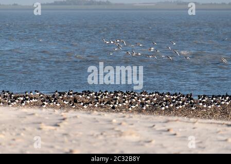 Vögel auf der nordfriesischen Insel Amrum Strand in Deutschland Stockfoto