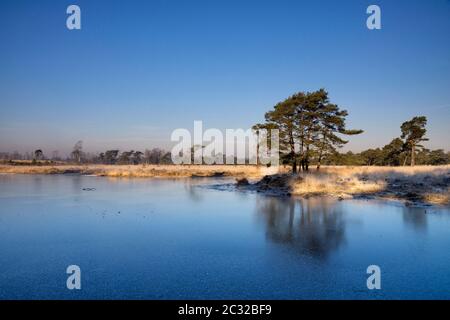 Gefrorenes Moorbad im belgischen Naturschutzgebiet Kalmthuth Heath, das eines der ältesten und größten Naturschutzgebiete Flanders ist Stockfoto