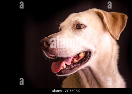 Porträt eines gelben labrador Retriever Stockfoto