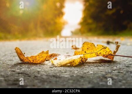 Der goldene Herbst hinterlässt auf dem Boden Stockfoto
