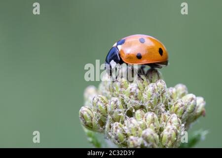 Nahaufnahme eines Coccinella 7-punctata (Seven-spot Ladybird) auf Achillea Stockfoto