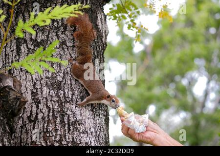 Nahaufnahme einer Hand von Thai-Asian alten Mann, der Brot schickte, um ein Eichhörnchen auf einem Baum in öffentlichen Park zu geben Stockfoto