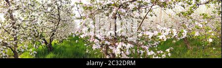 Panorama des blühenden Apfelplantagen im Frühling, Bild Stockfoto